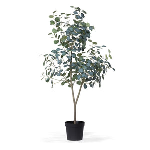 Eucalyptus Tree in Grower's Pot, 60 Inch