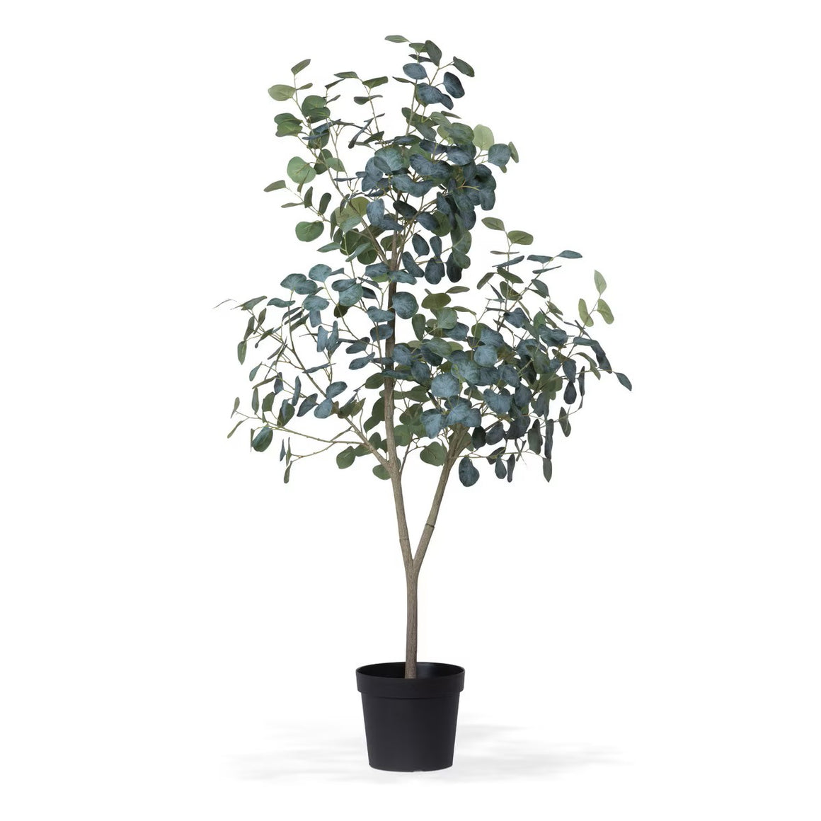 Eucalyptus Tree in Grower's Pot, 60 Inch