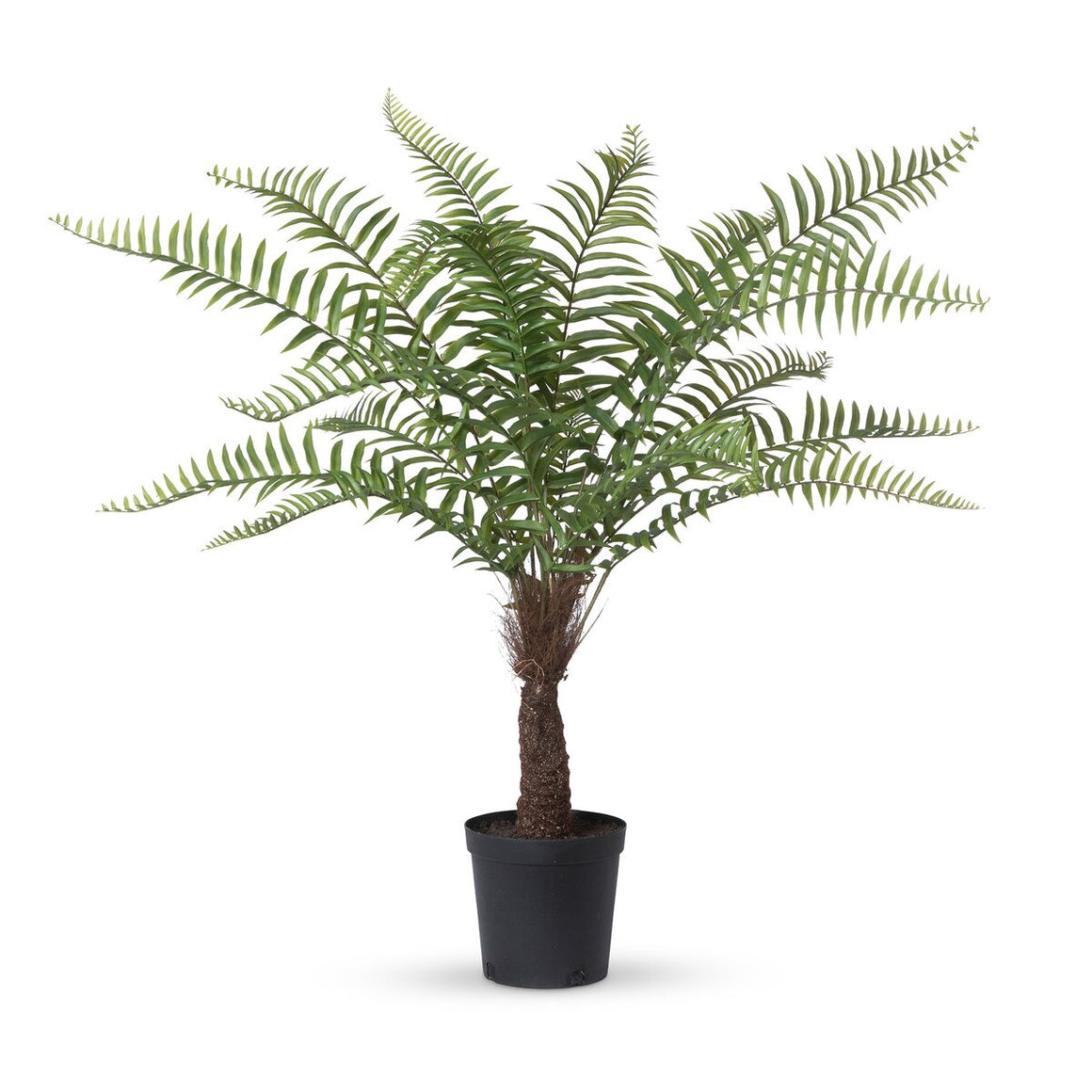 Giant Tree Fern in Growers Pot, 44 inch