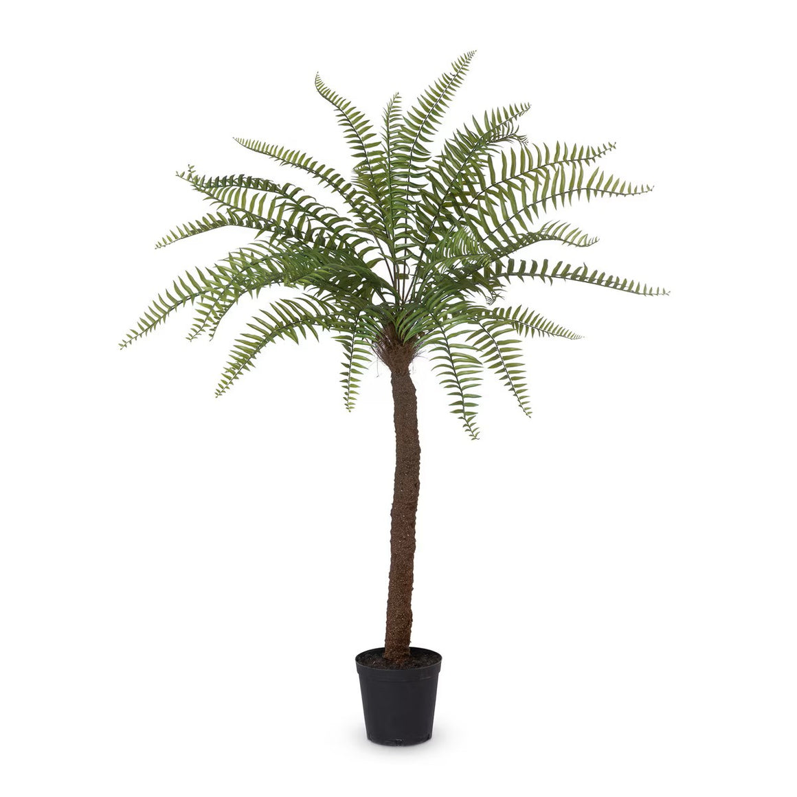 Giant Tree Fern in Growers Pot, 83 inch
